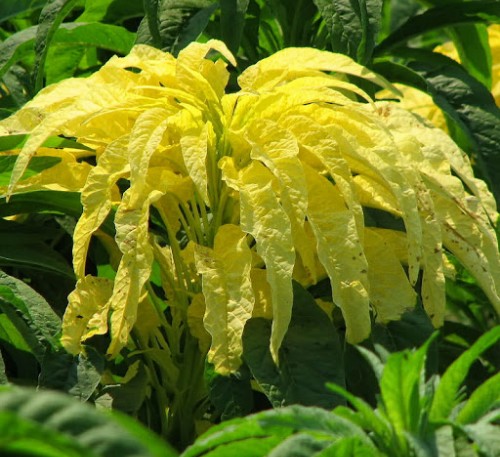 AMARANTH TWO-COLOR SUN